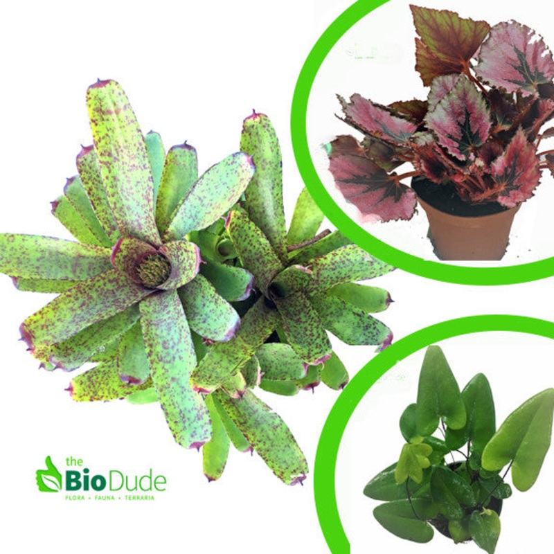 Terra Flora Basic Plant Kit 10 gallon