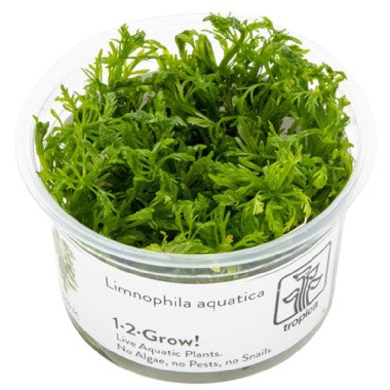 Tropica Limnophila aquatica 1-2-Grow