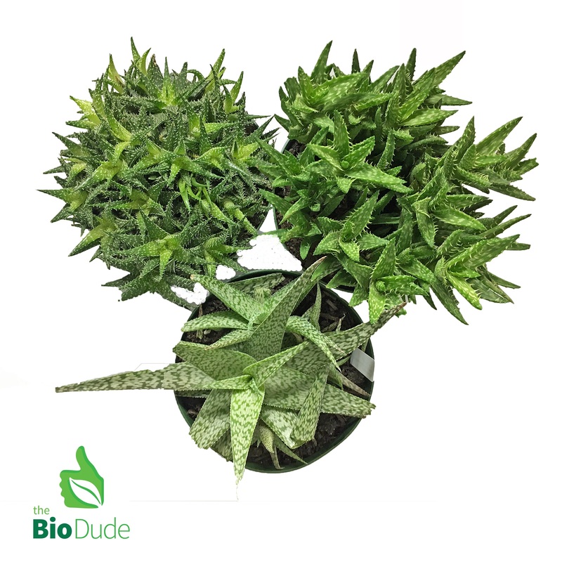 3″ Pot Aloe 3-Pack