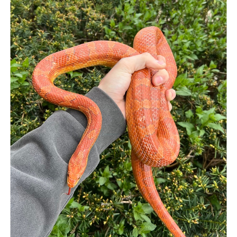 Adult Corn Snake (Male)