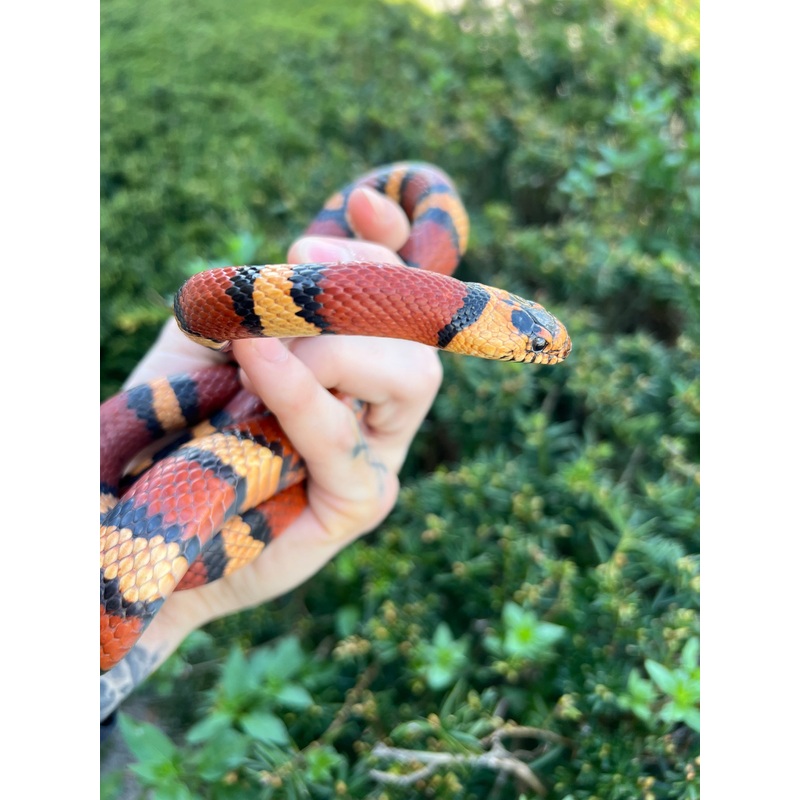Adult Nuevo Len Kingsnake (Female)