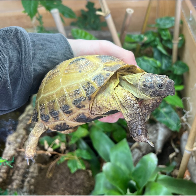 Adult Russian Tortoise (Female)