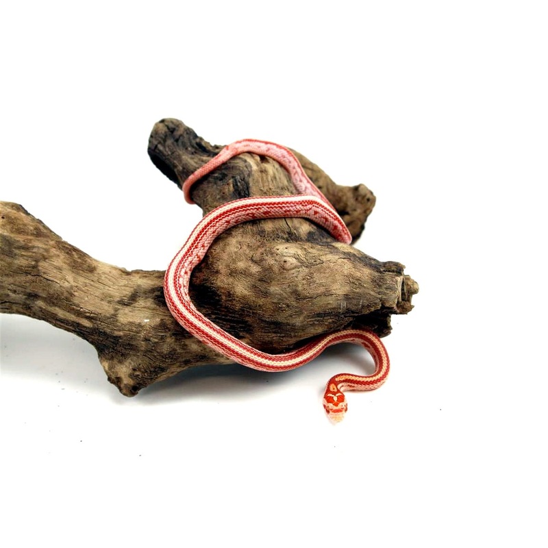 Albino Tessera Corn Snake