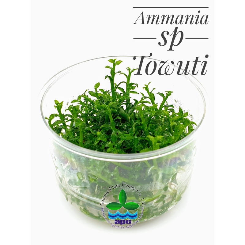 Ammania sp Towuti TC Cup