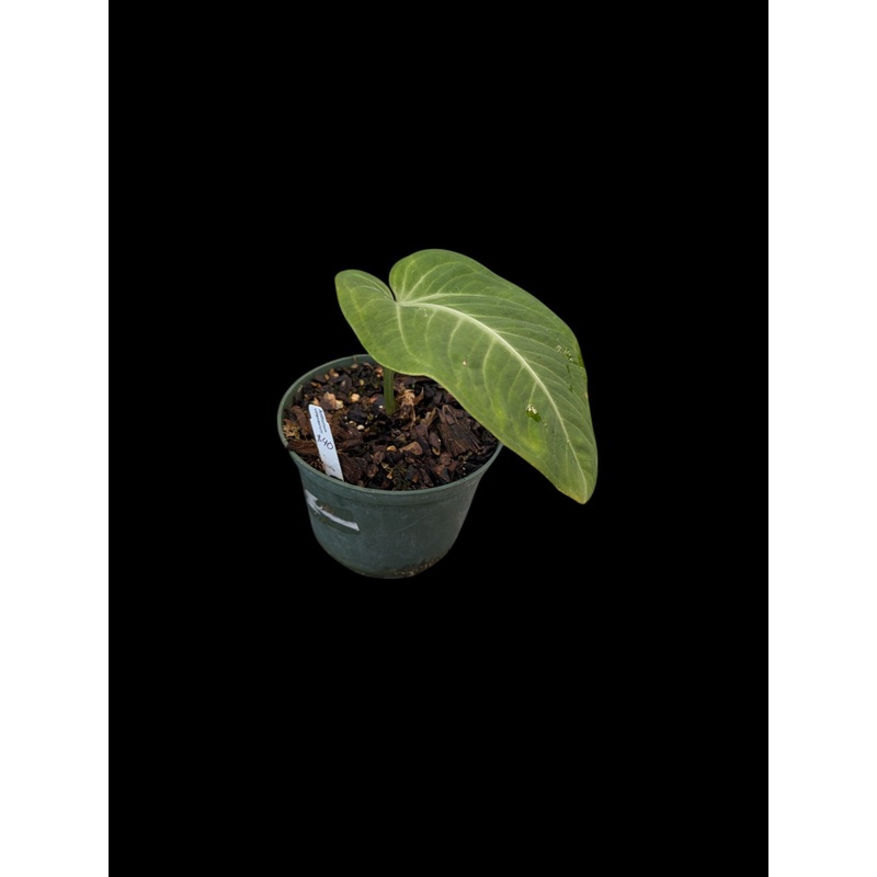 Anthurium villenaorum