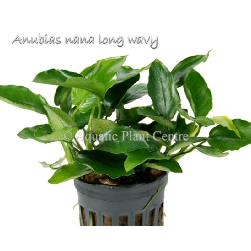 Anubias nana Long Wavy