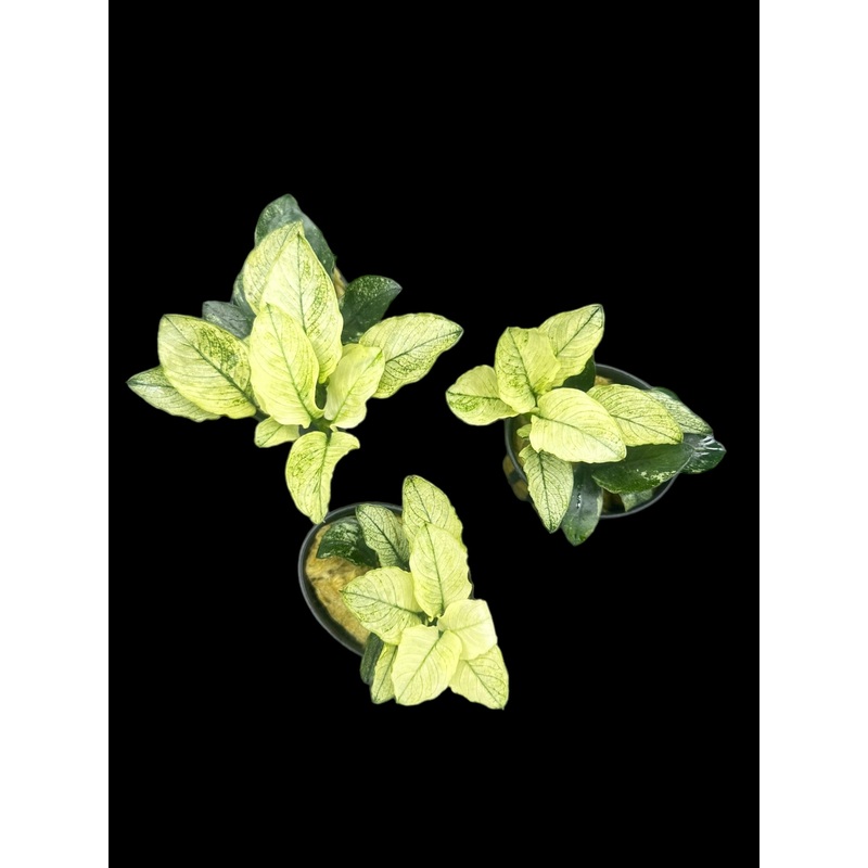 Anubias nana Pinto