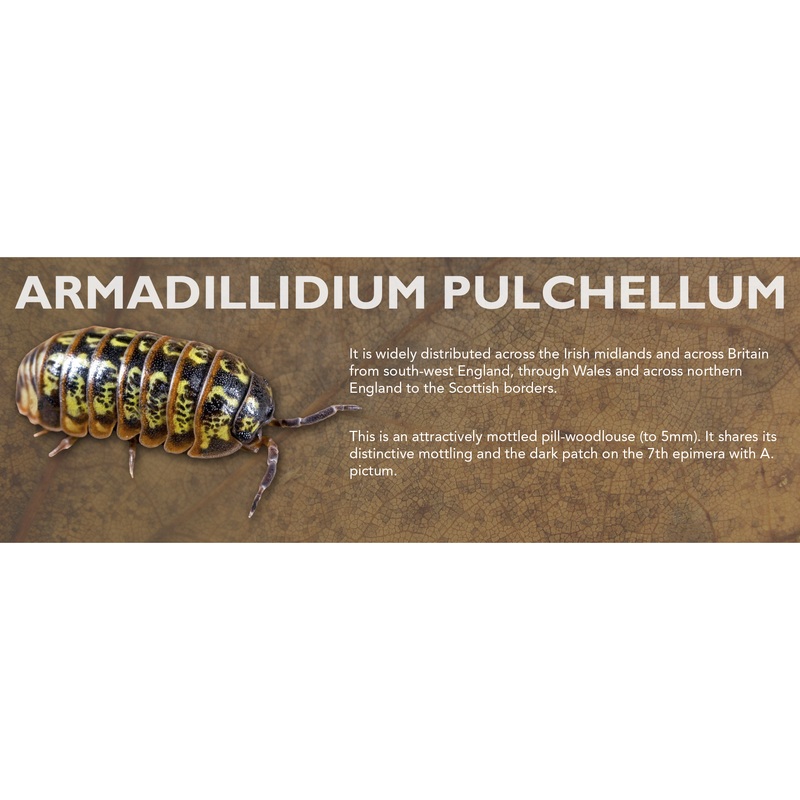 Armadillidium pulchellum – Isopod Label Standard Size 7″ x 2.5″