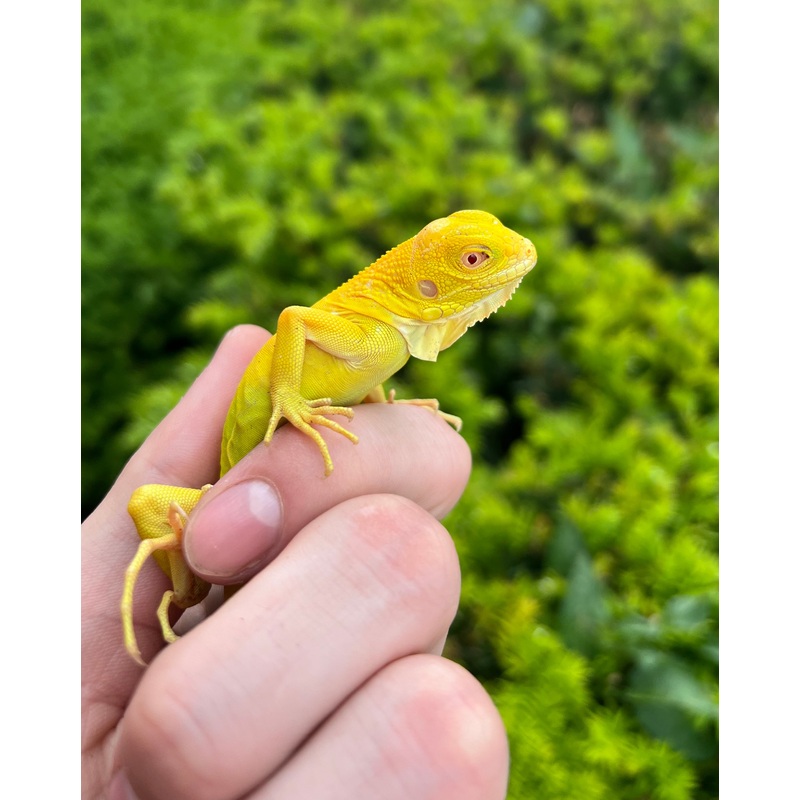 Baby Albino Iguana (imperfect)