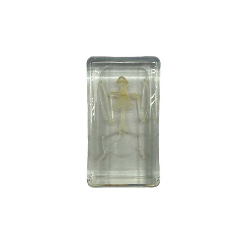 Bat Skeleton – Specimen In Resin
