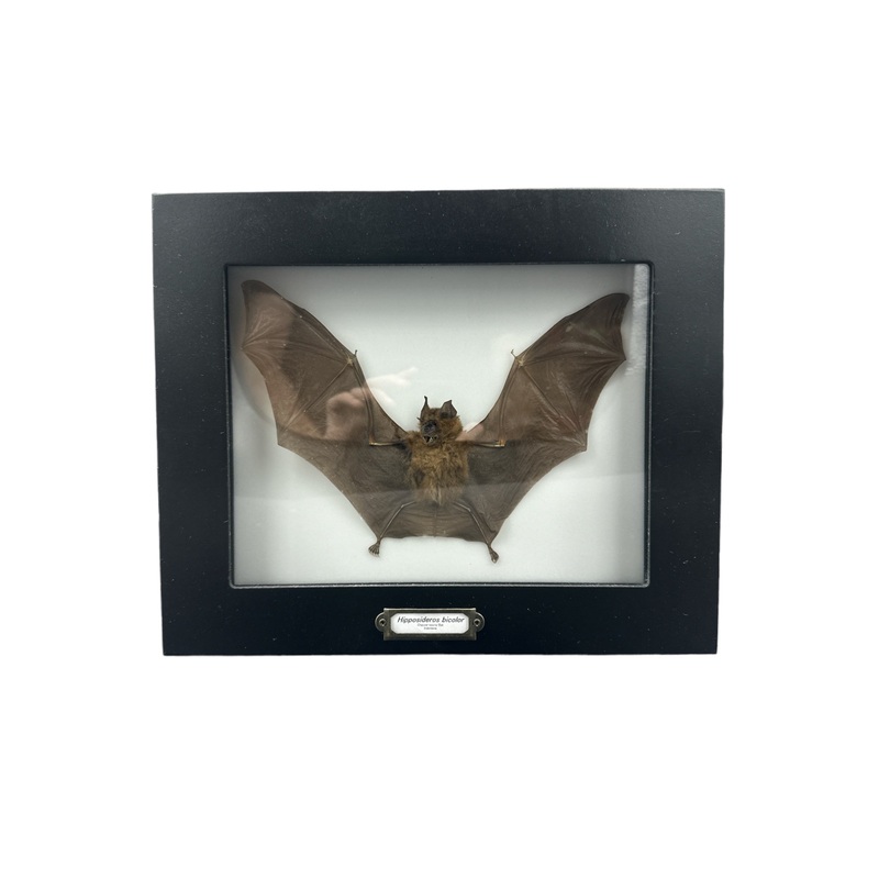 Bicolored Roundleaf Bat (Hipposideros bicolor) Framed 7×9″ Frame