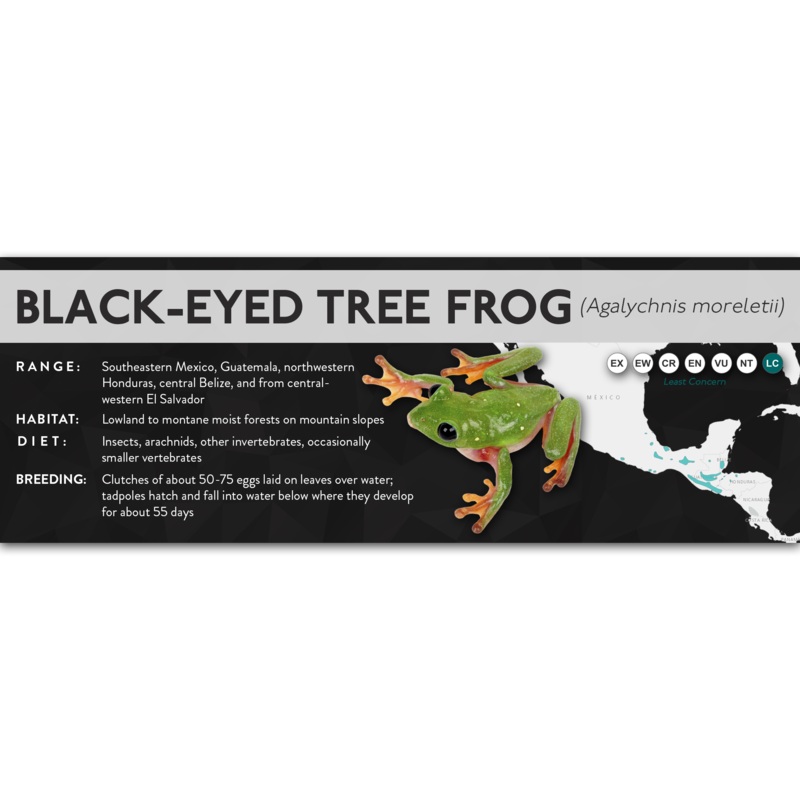 Black-Eyed Tree Frog (Agalychnis moreletii) – X Label Laminated Paper