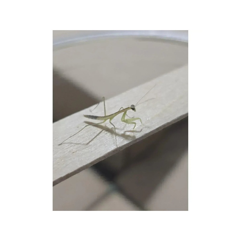 Chinese Praying Mantis (Tenodera sinensis)
