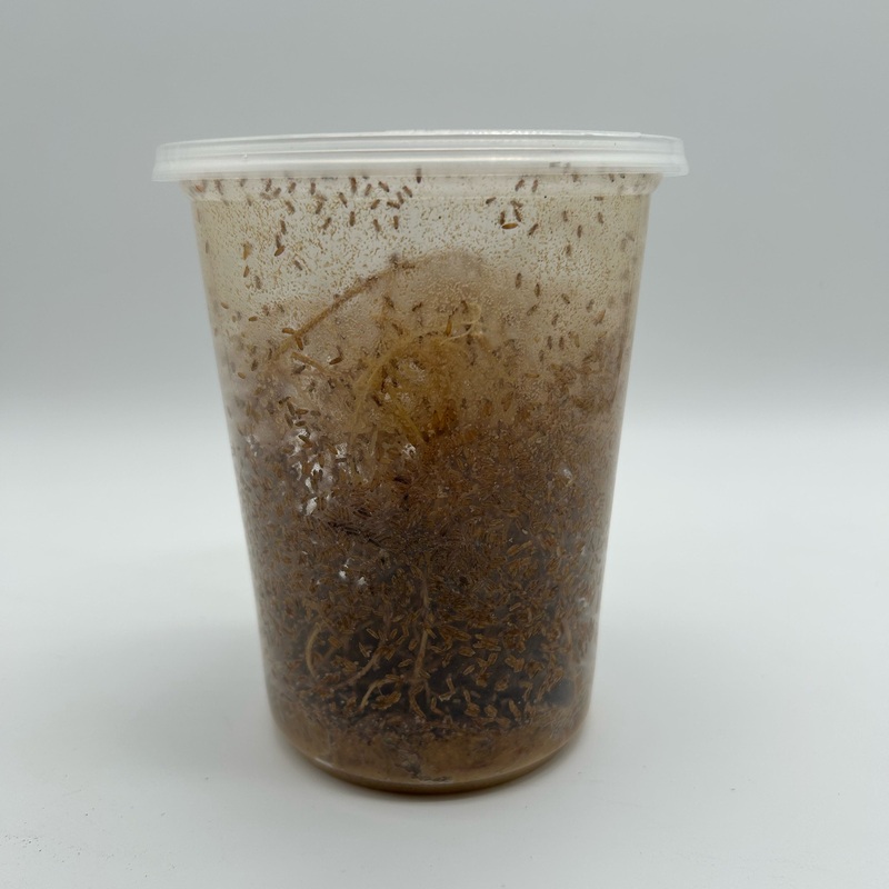 Melanogaster Fruit Fly Culture