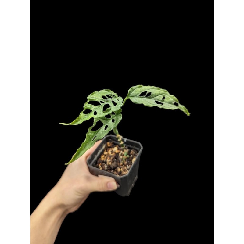Monstera obliqua 3.5/4″ Pot