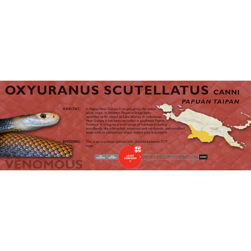 Papuan Taipan (Oxyuranus scutellatus canni) Classic Vivarium Label Original