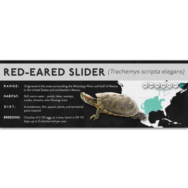 Red-Eared Slider (Trachemys scripta elegans) – X Label Laminated Paper