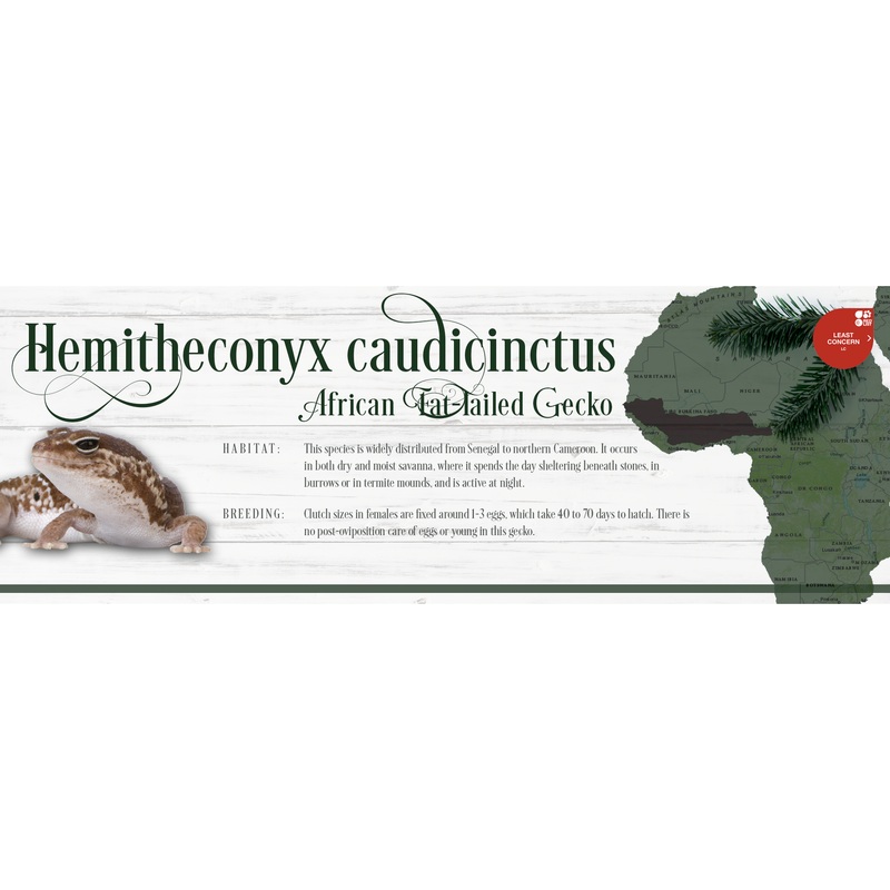 Special Edition Christmas Vivarium Label African Fat-Tailed Gecko (Hemitheconyx caudicinctus)