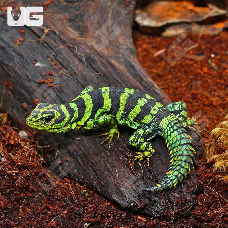 Spiny Tailed Iguana For Sale