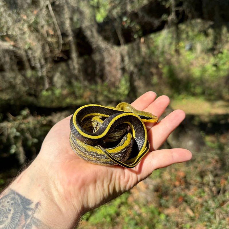 Sumatran Cave Dwelling Rat Snake Male