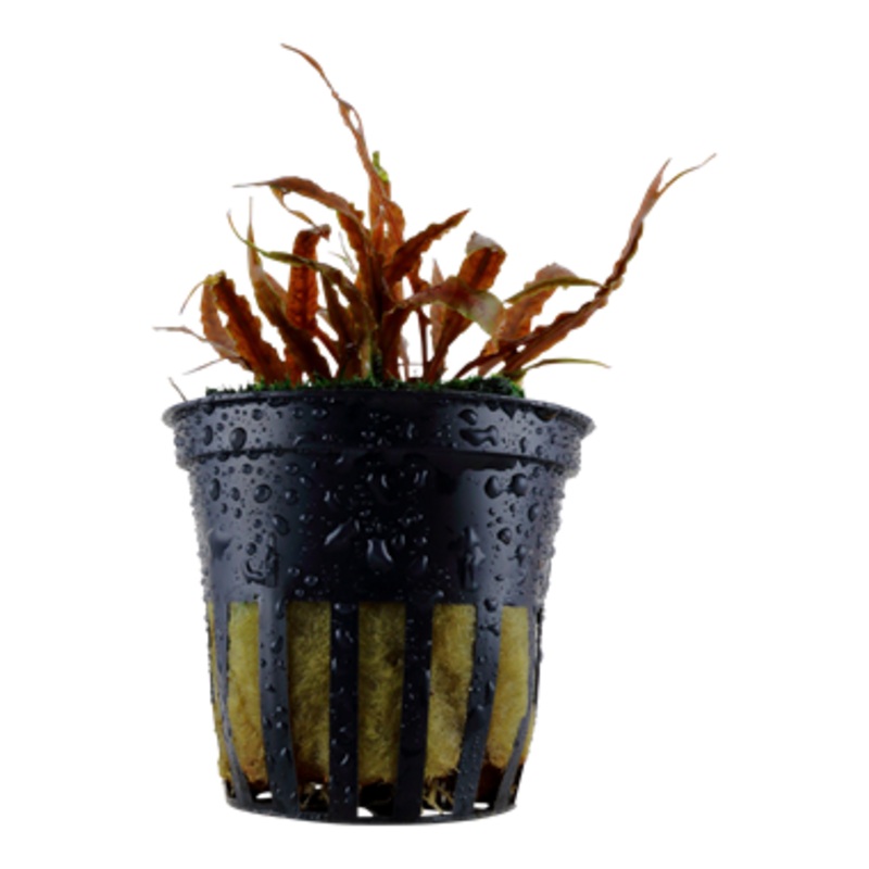 Tropica Cryptocoryne albida Brown