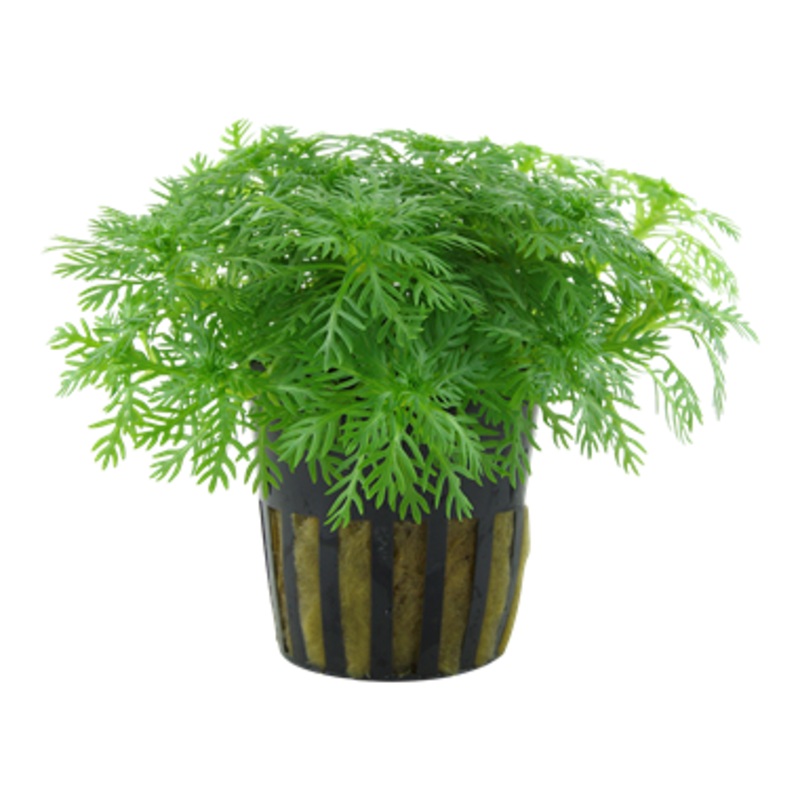 Tropica Hottonia palustris