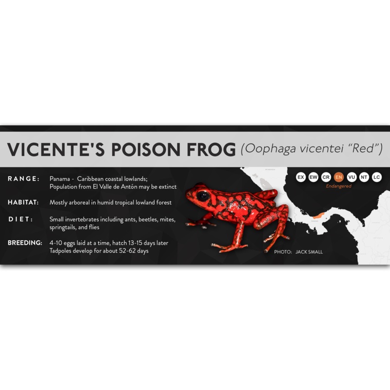 Vicente’s Poison Frog (Oophaga vicentei) – X Label Red Laminated Paper