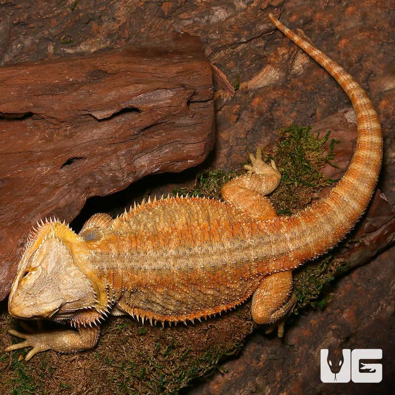 Adult Female Inferno Hypo Bearded Dragon (Pogona vitticeps) For Sale