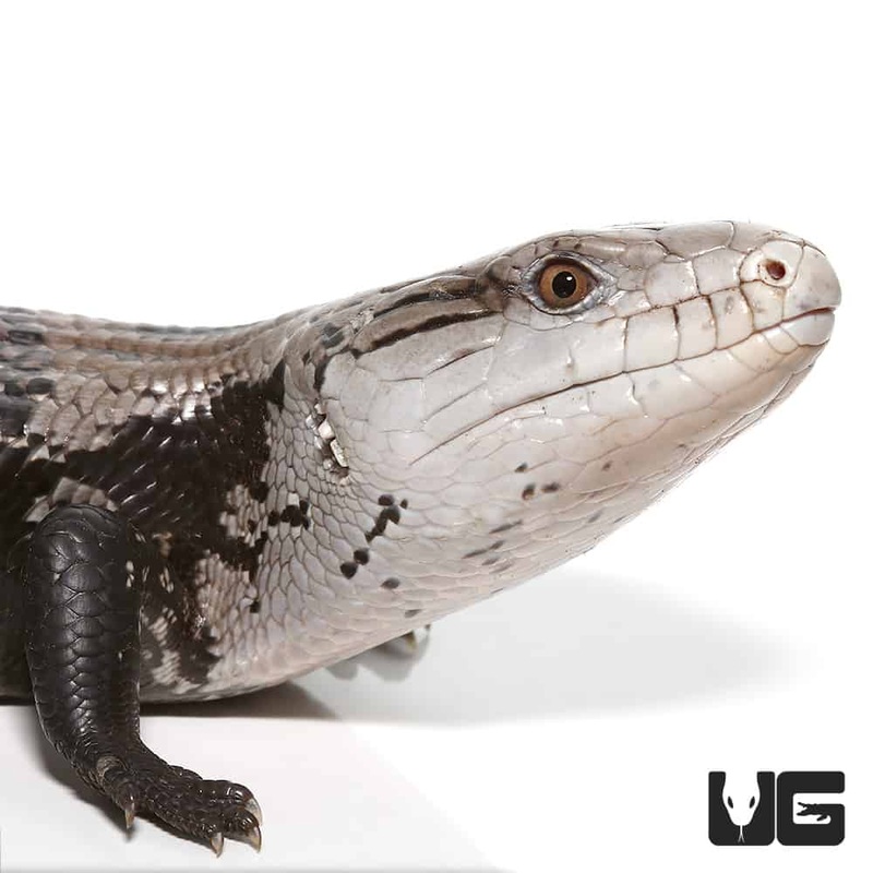 Adult Halmahera Blue Tongue Skink #1(Tiliqua gigas) For Sale