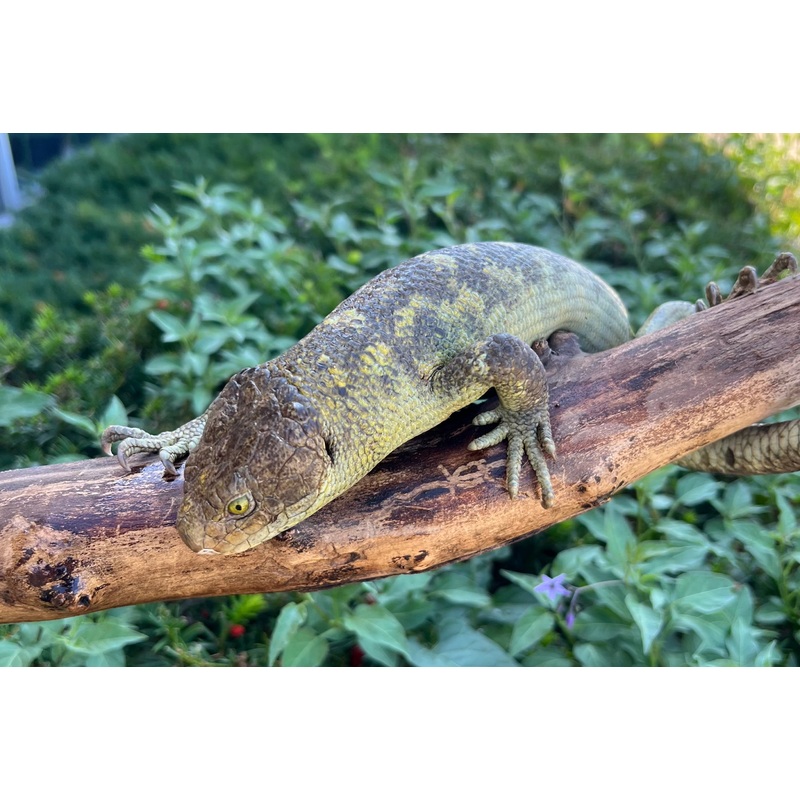 Adult Monkey-Tailed Skink (Male 2)