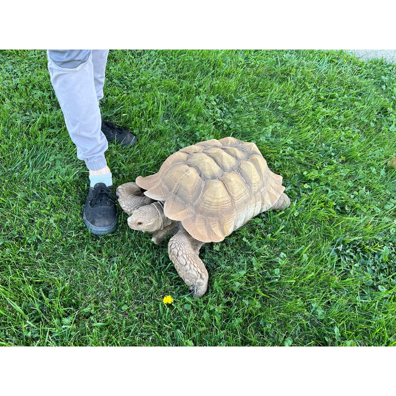 Adult Sulcata Tortoise (Male)