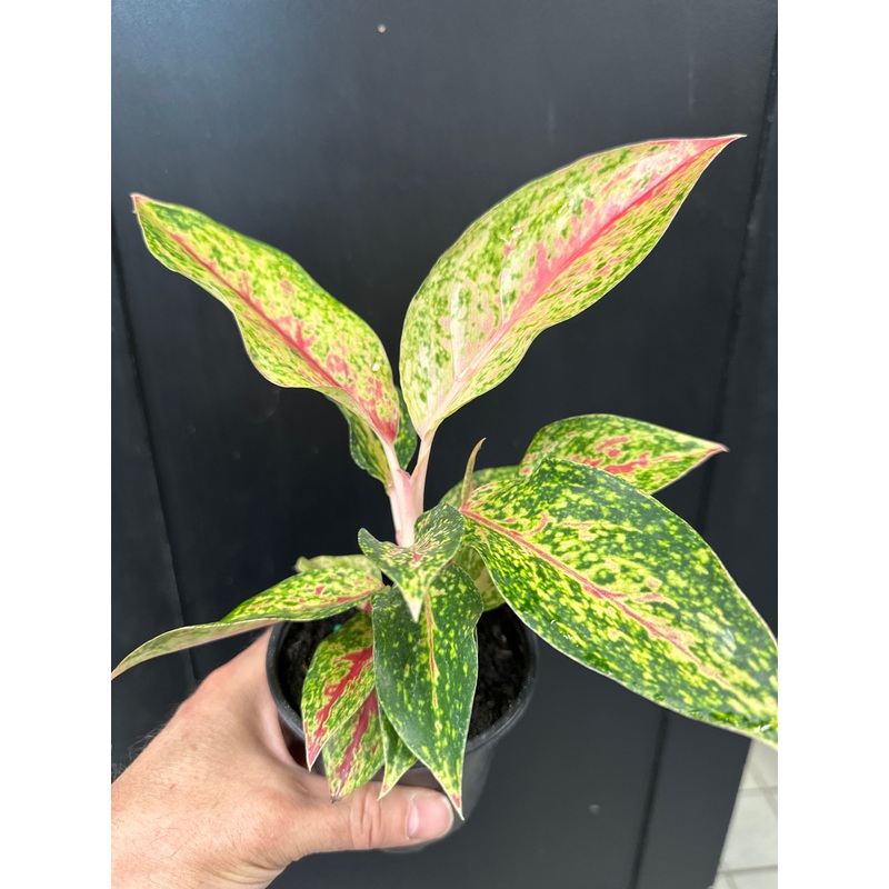 Aglaonema Pink 4″ Pot