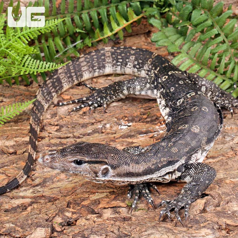 Axanthic Water Monitors For Sale