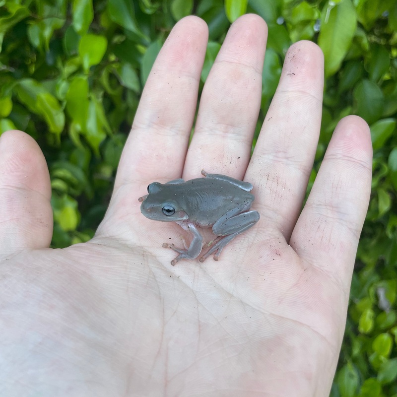 Blue Eye Whites Tree Frog