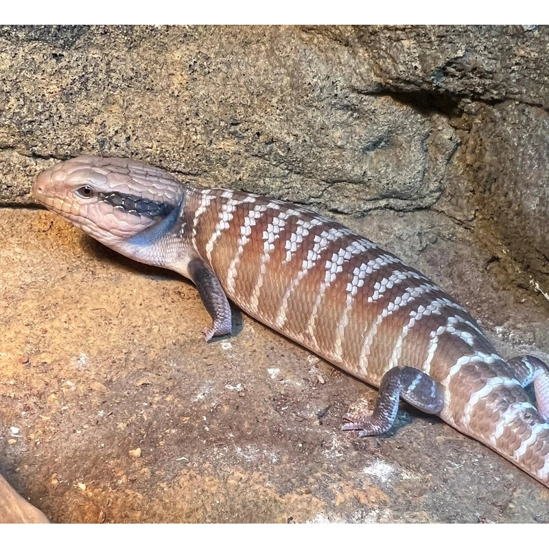 Centralian Blue Tongue Lizard