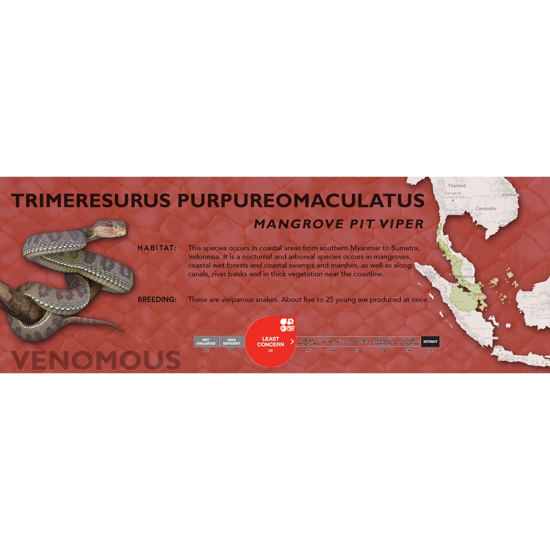 Mangrove Pit Viper (Trimeresurus purpureomaculatus) Classic Vivarium Label Purple Original