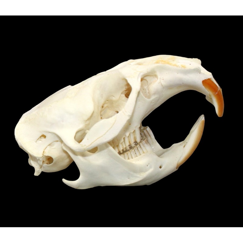 Muskrat Skull
