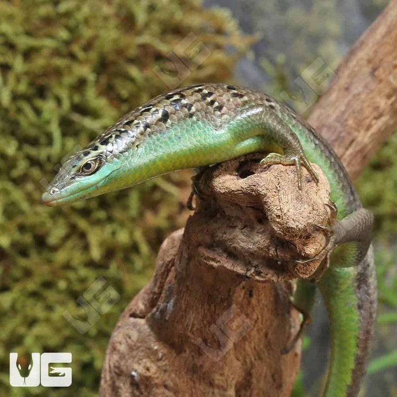 Olive Tree Skinks For Sale