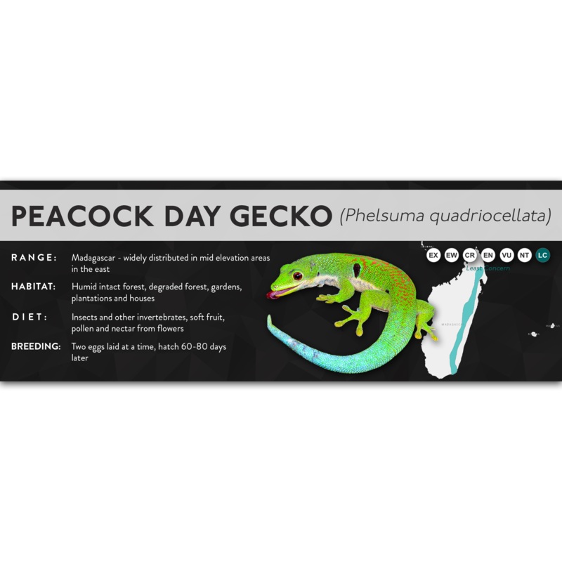 Peacock Gecko (Phelsuma quadriocellata) – X Label Laminated Paper