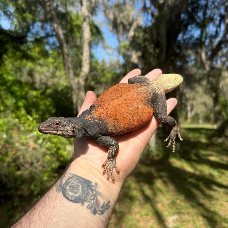 Red Back Chuckwalla Male