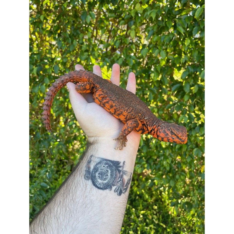 Red Nigerian Uromastyx