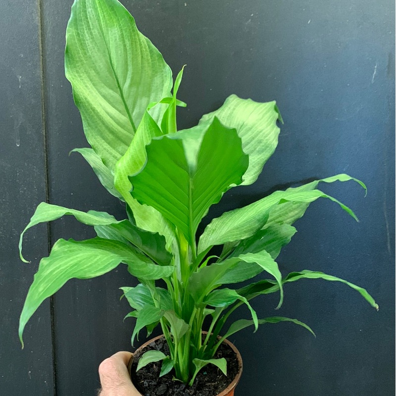 Spathiphyllum Platinum Mist 4″ pot