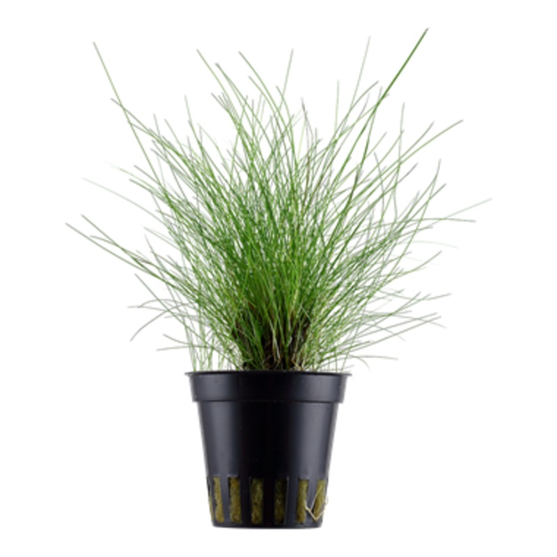 Tropica Eleocharis parvula