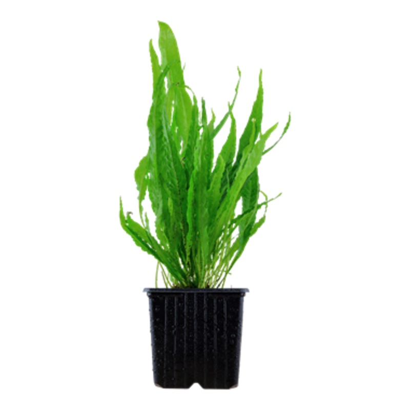 Tropica Microsorum pteropus XL Pot