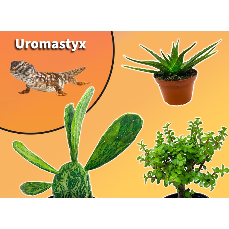 Uromastyx Starter Plant Pack