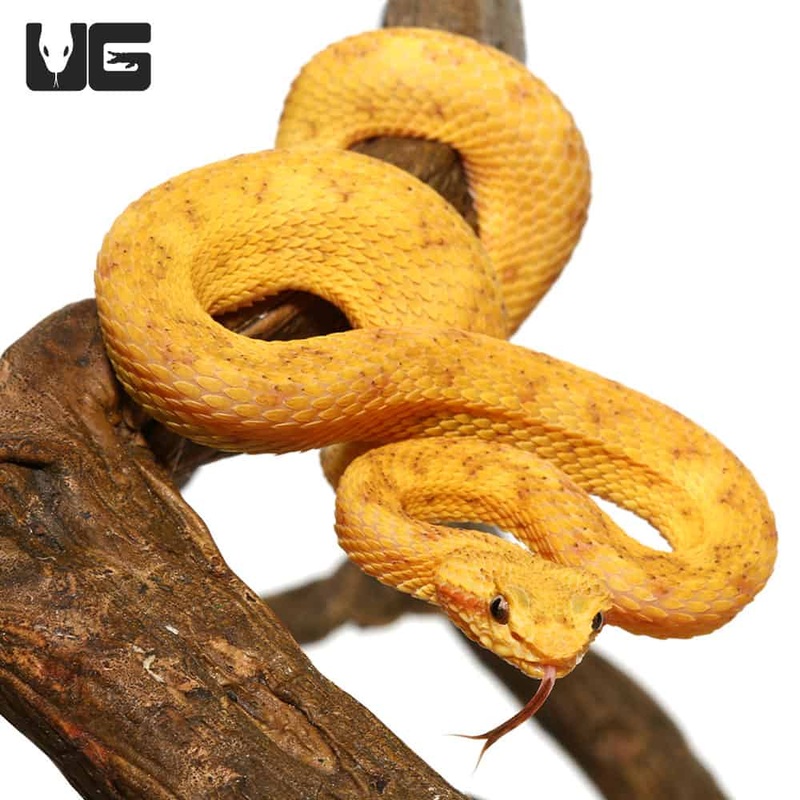 2020 Male Golden Eyelash Viper (Bothriechis schlegelii)For Sale