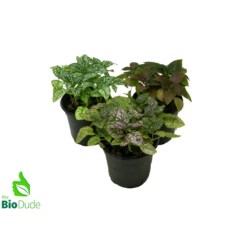 4″ Pot Assorted Polka Dot Plant