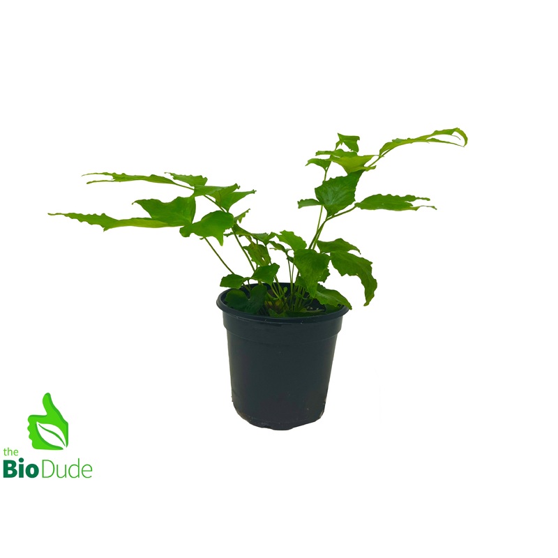 4″ Pot Holly Fern