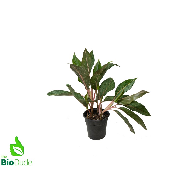 6″ Pot Aglaonema Amelia Lane
