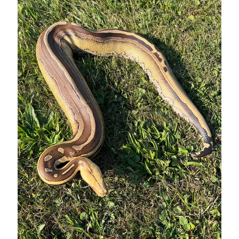 Adult Sideswipe Borneo Blood Python (Male)